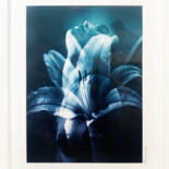印花与版画 标题为“Floralys III” 由Marly Indigo, 原创艺术品, 数码摄影