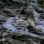 Image principale