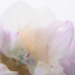 Belangrijkste afbeelding