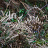 Belangrijkste afbeelding