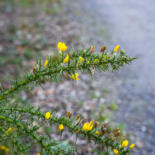 Belangrijkste afbeelding