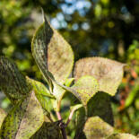 Belangrijkste afbeelding