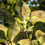 Belangrijkste afbeelding