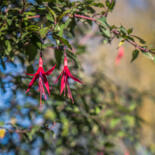 Belangrijkste afbeelding