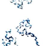 Image principale