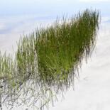 Photography titled "CUTS-Tall rushes" by Olivier Cuvelette, Original Artwork, Digital Print