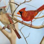 Drawing titled "Romance cardinale" by Lydia Meriaux, Original Artwork, Pastel