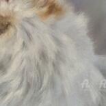 Λεπτομέρειες