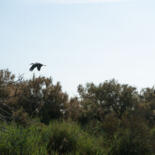 Belangrijkste afbeelding
