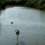 Belangrijkste afbeelding
