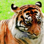 Основное изображение