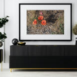 Werk ingelijst gepresenteerd