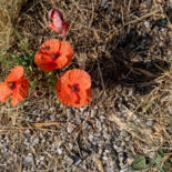 Belangrijkste afbeelding