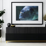 Werk ingelijst gepresenteerd