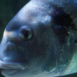 Belangrijkste afbeelding