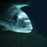 Belangrijkste afbeelding