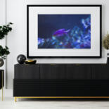 Werk ingelijst gepresenteerd