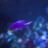 Belangrijkste afbeelding