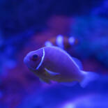 Belangrijkste afbeelding