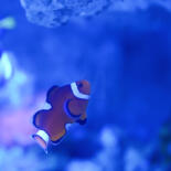 Belangrijkste afbeelding