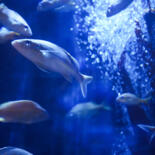 Belangrijkste afbeelding