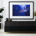 Werk ingelijst gepresenteerd