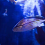 Belangrijkste afbeelding