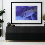 Werk ingelijst gepresenteerd