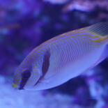 Belangrijkste afbeelding