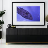 Werk ingelijst gepresenteerd