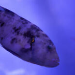 Belangrijkste afbeelding