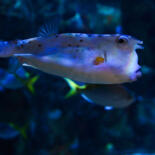 Belangrijkste afbeelding