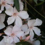 Belangrijkste afbeelding