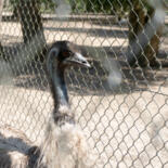 Belangrijkste afbeelding