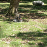 Belangrijkste afbeelding