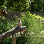 Belangrijkste afbeelding