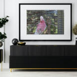 Werk ingelijst gepresenteerd