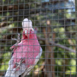 Belangrijkste afbeelding