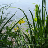 Belangrijkste afbeelding