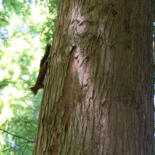 Belangrijkste afbeelding