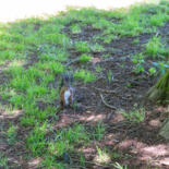 Belangrijkste afbeelding