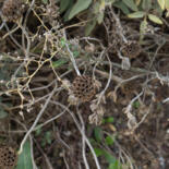 Belangrijkste afbeelding