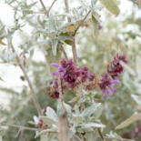 Belangrijkste afbeelding