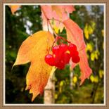 Praca prezentowana w oprawie