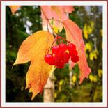 Praca prezentowana w oprawie