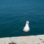 Belangrijkste afbeelding