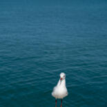 Belangrijkste afbeelding