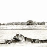 Image principale